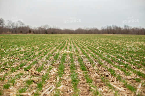 Early Season Rye 93242