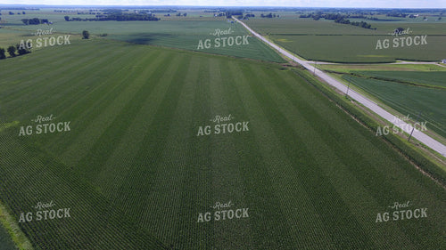 Green Corn Field Drone 85006