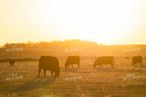Cattle at Sunset 68322