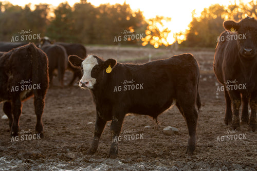 Black Baldy Cattle 157243