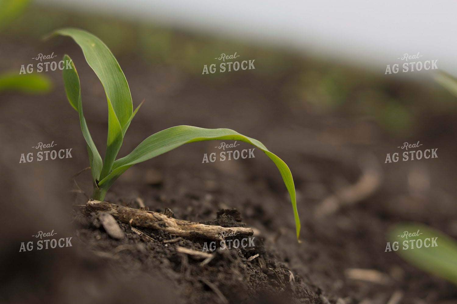 Corn - Early Growth 1042