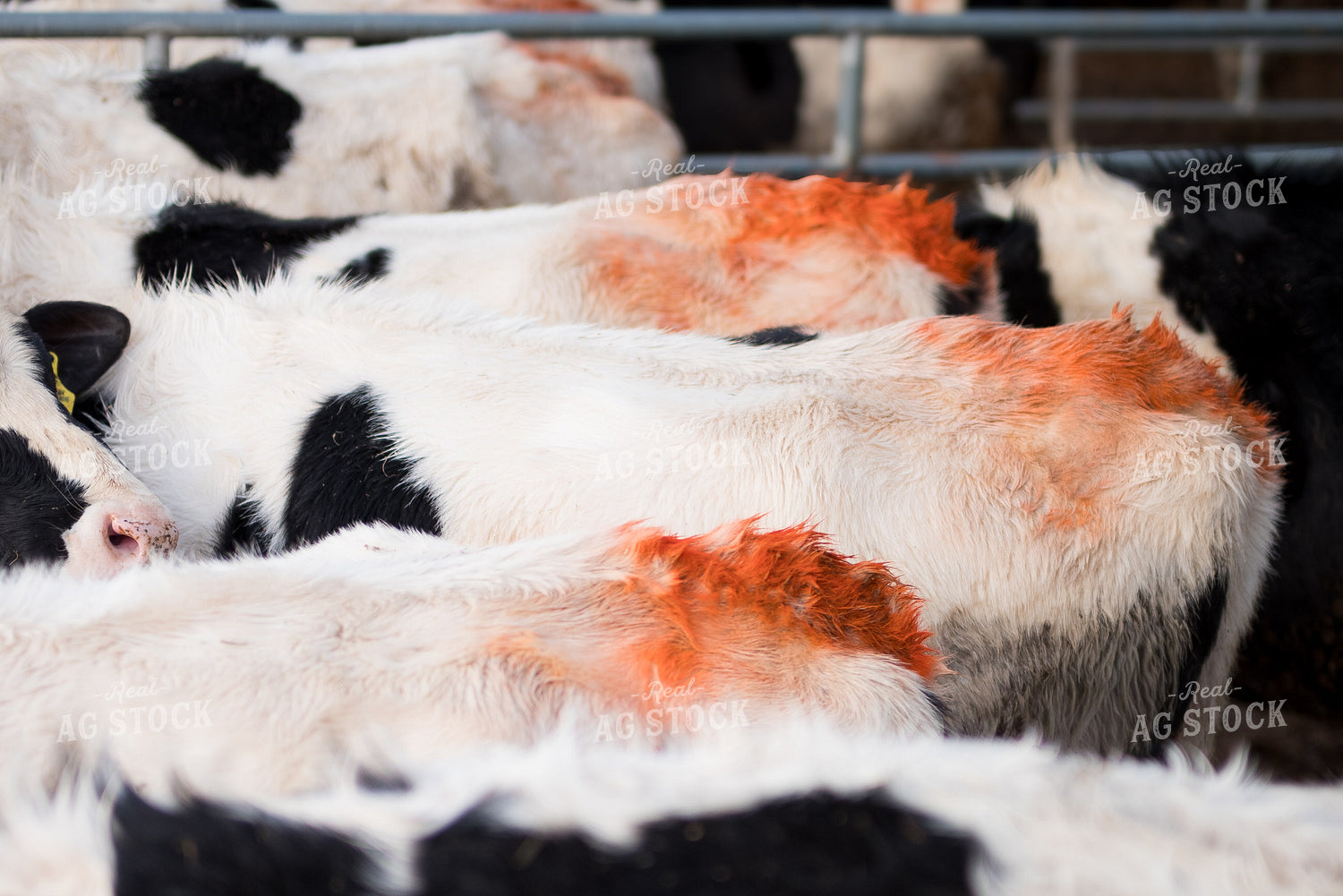 Holstein Cows Heat Detection 137084