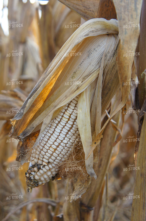 Corn Ear 156054