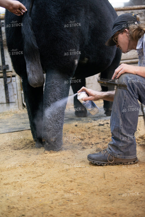 Farmers Grooming Cow 113004