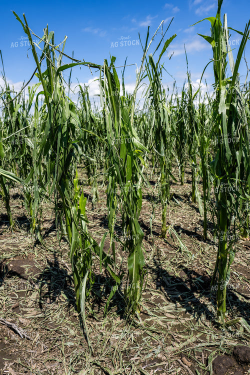 Hai Damaged Corn Field 65896