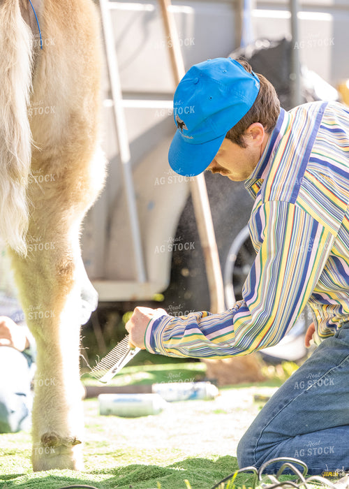 Showing Cattle 171011