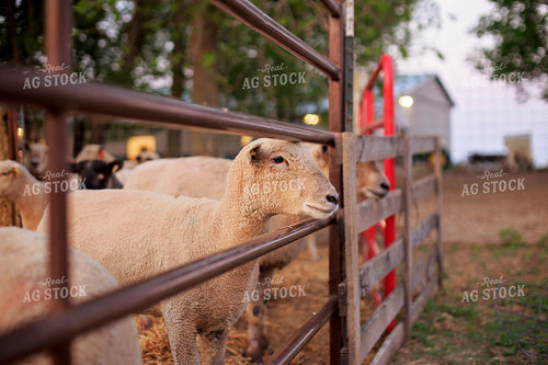 Sheep in Farmyard 93179