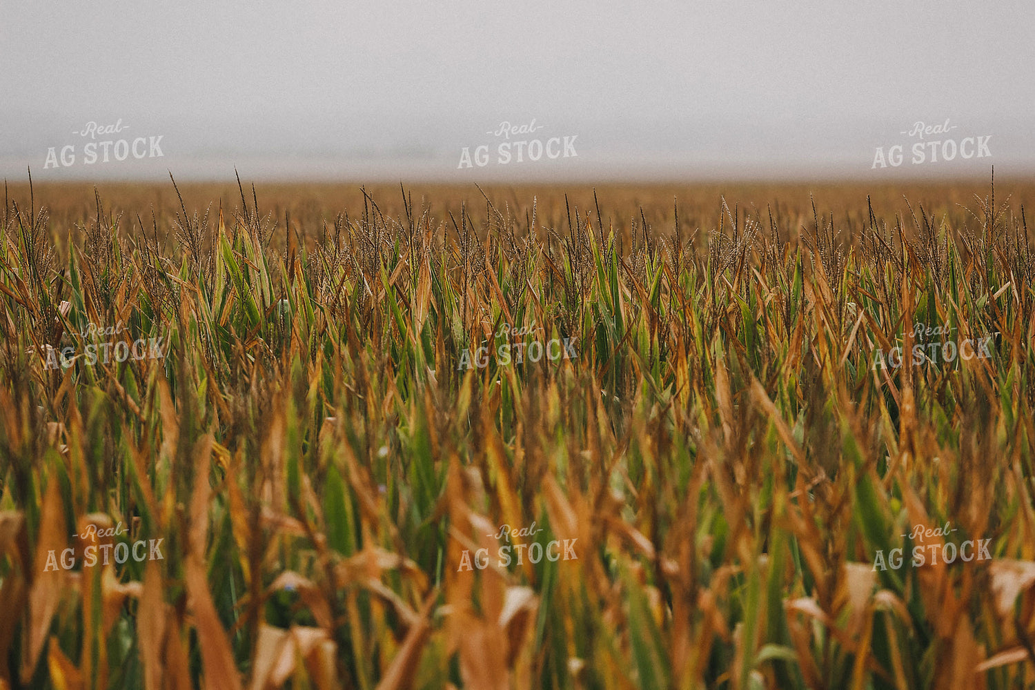 Late Season Corn Field 129017