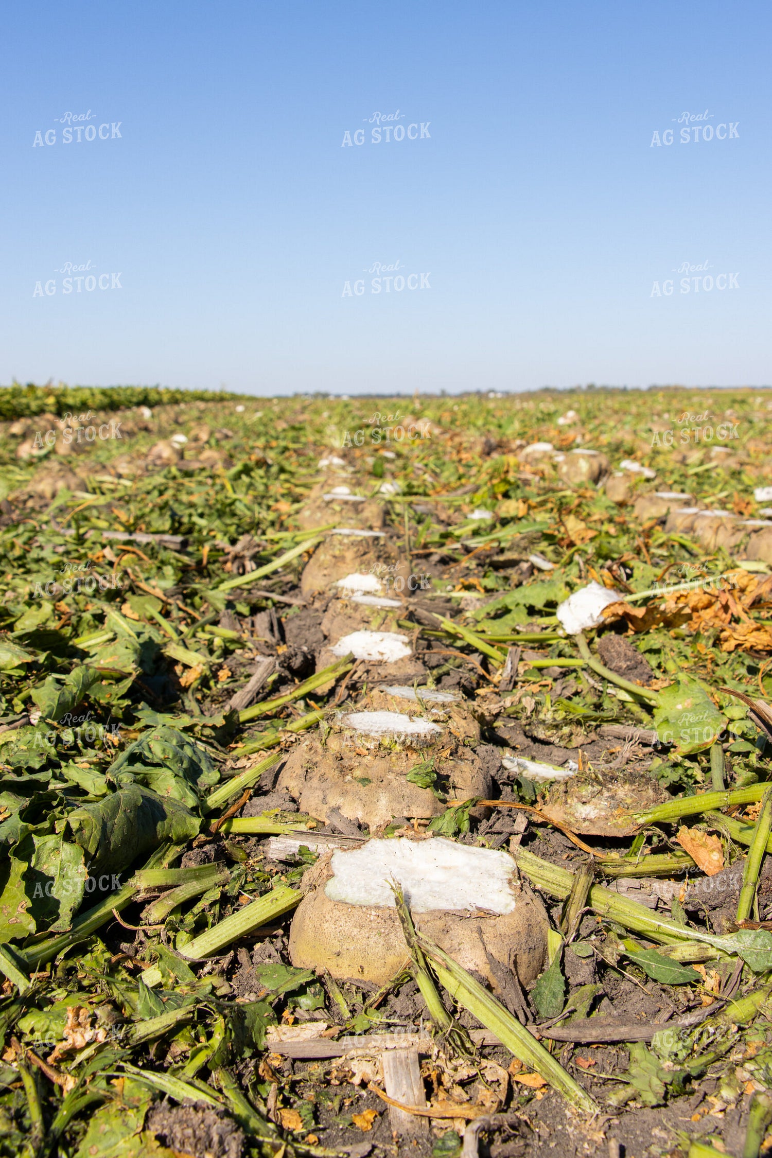 Sugar Beets 255029