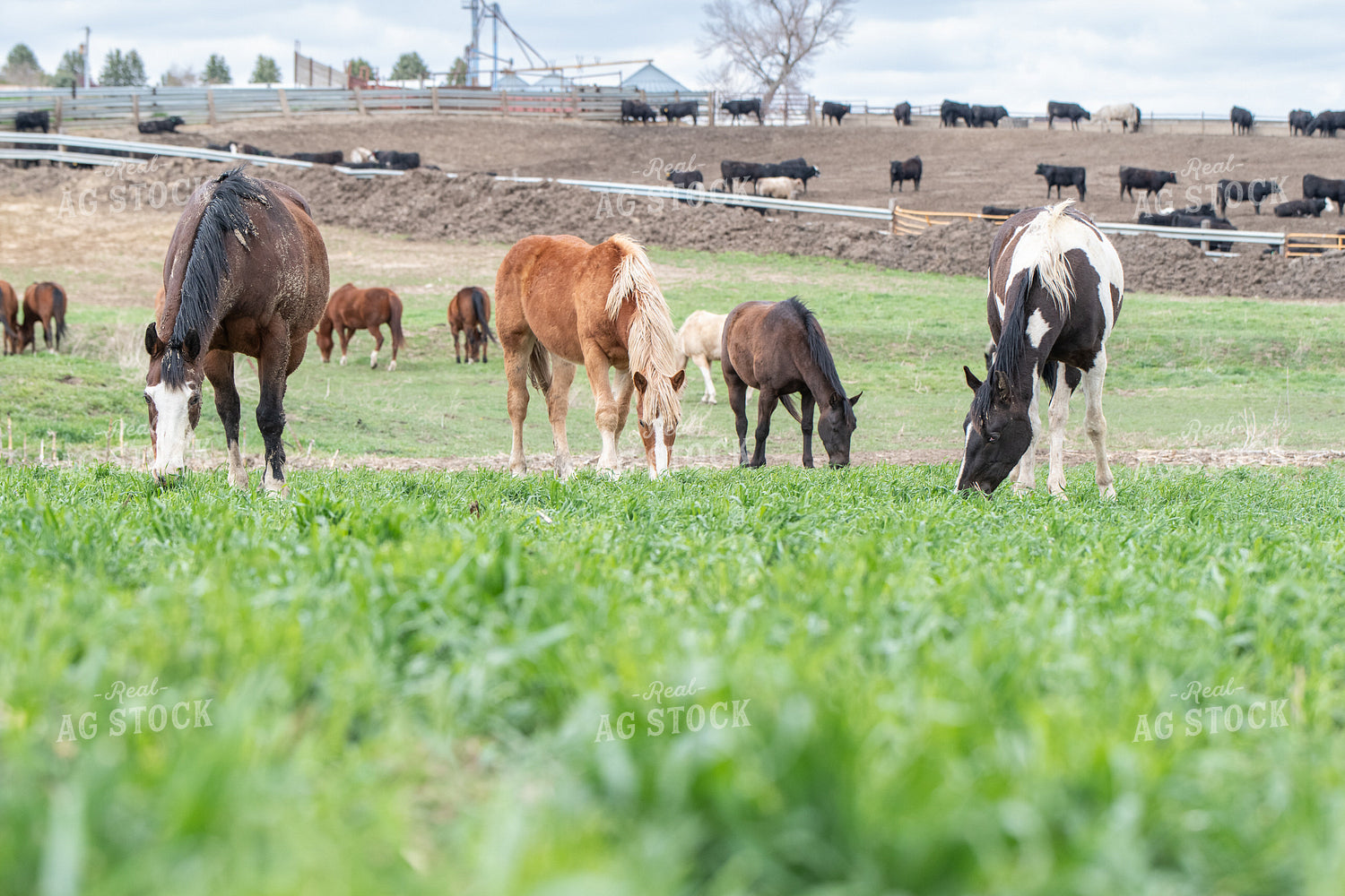 Horses on Feedlot 193037