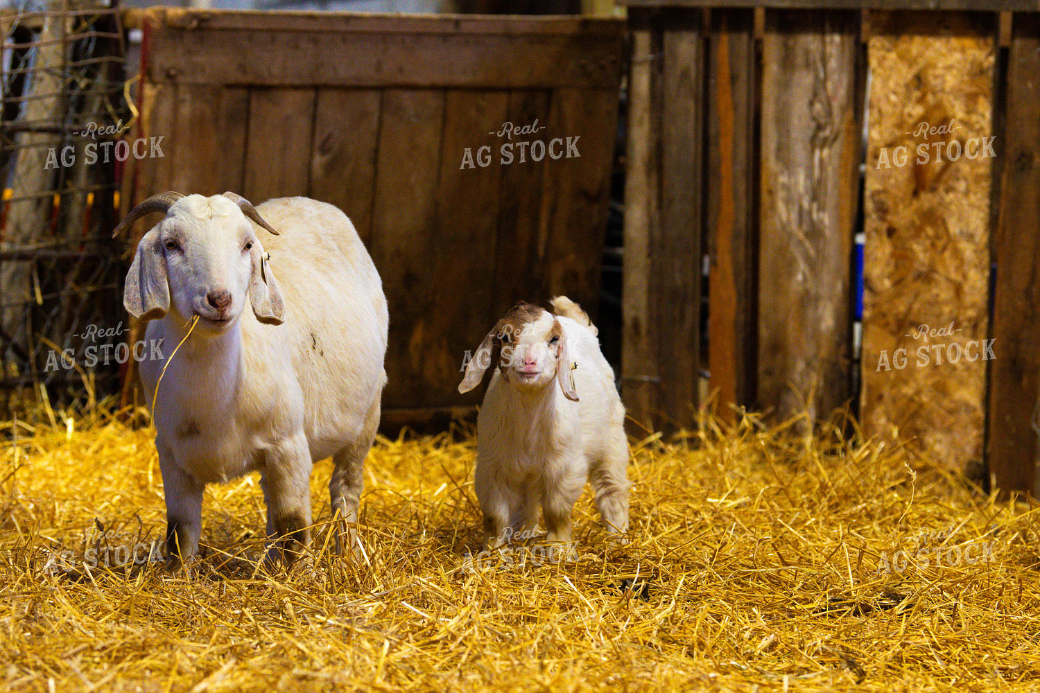 Goats 299153