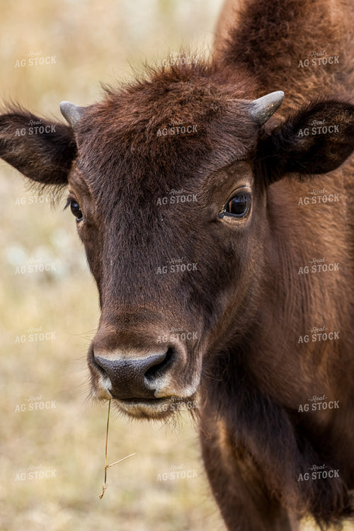 American Bison 261044