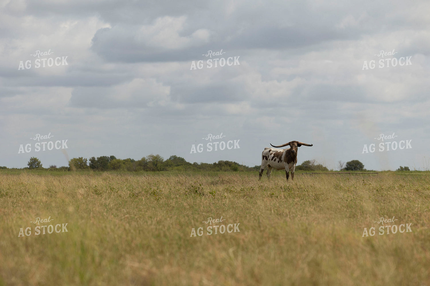 Longhorn Cattle on Pasture 205095