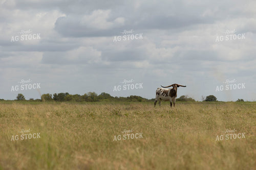 Longhorn Cattle on Pasture 205095