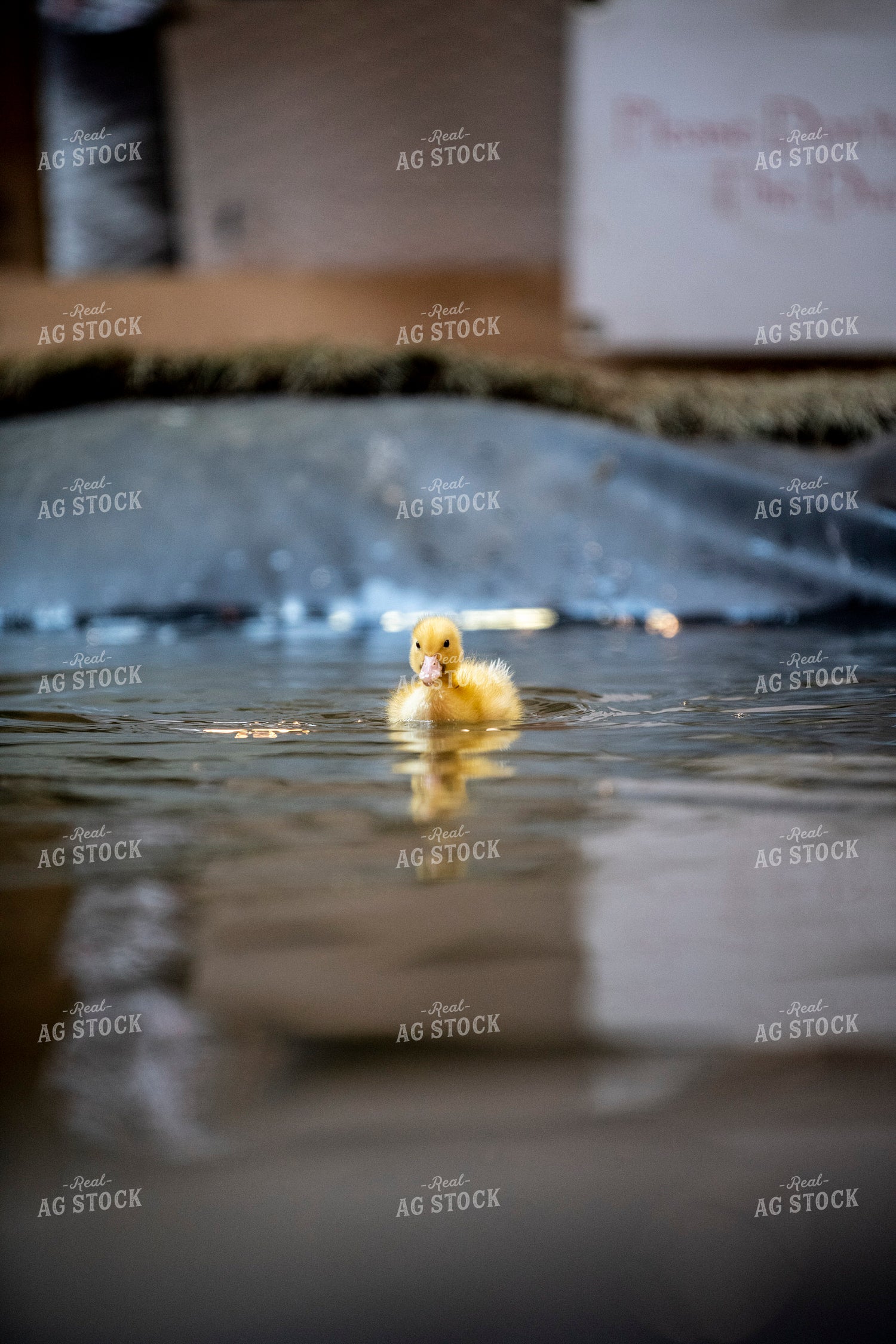 Duckling 197025