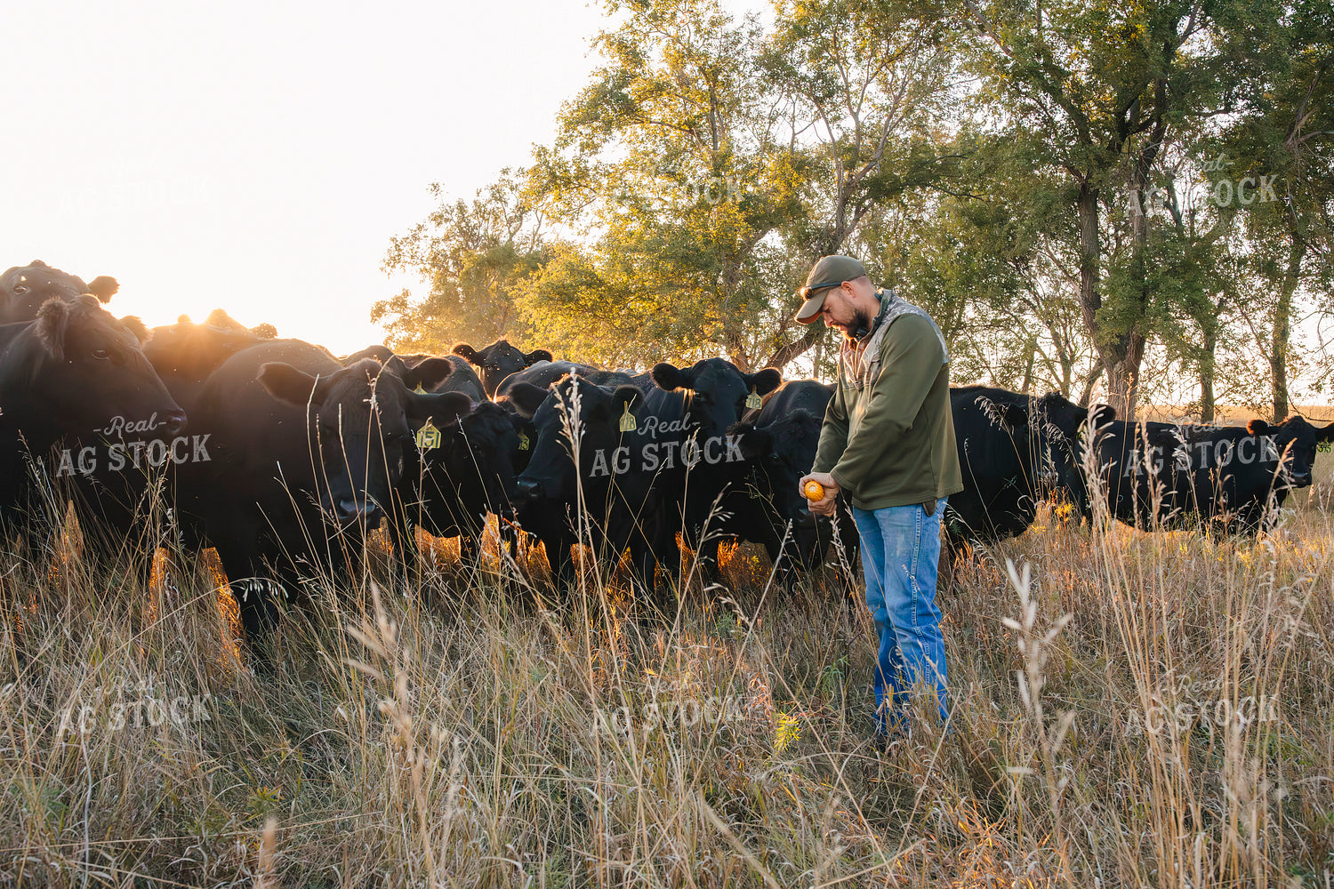 Rancher with Cattle 285012