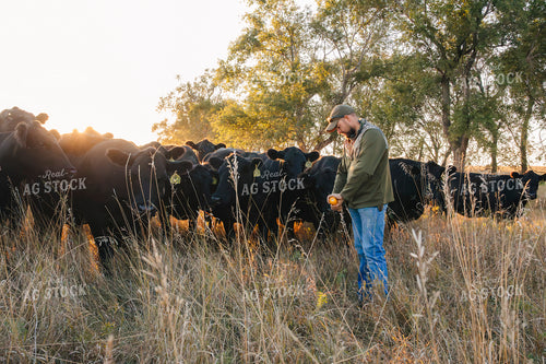 Rancher with Cattle 285012