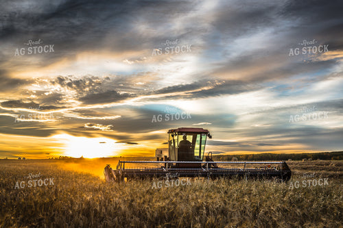 Swather Harvesting Hay at Sunset 138029
