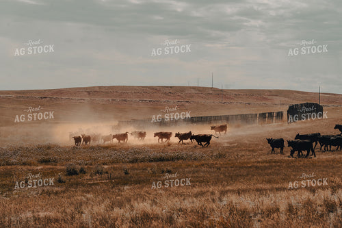 Moving Cattle 58180