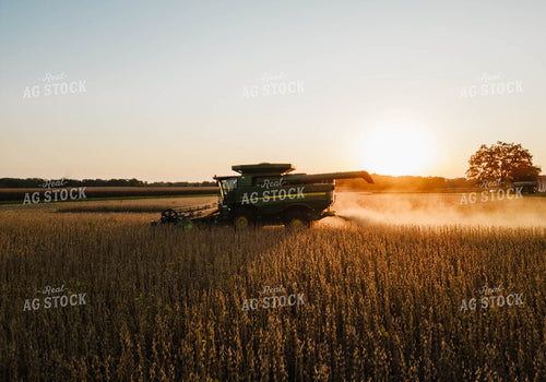 Soybean Harvest 115086