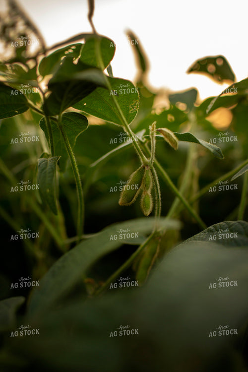 Soybeans - Mid-Season 2359