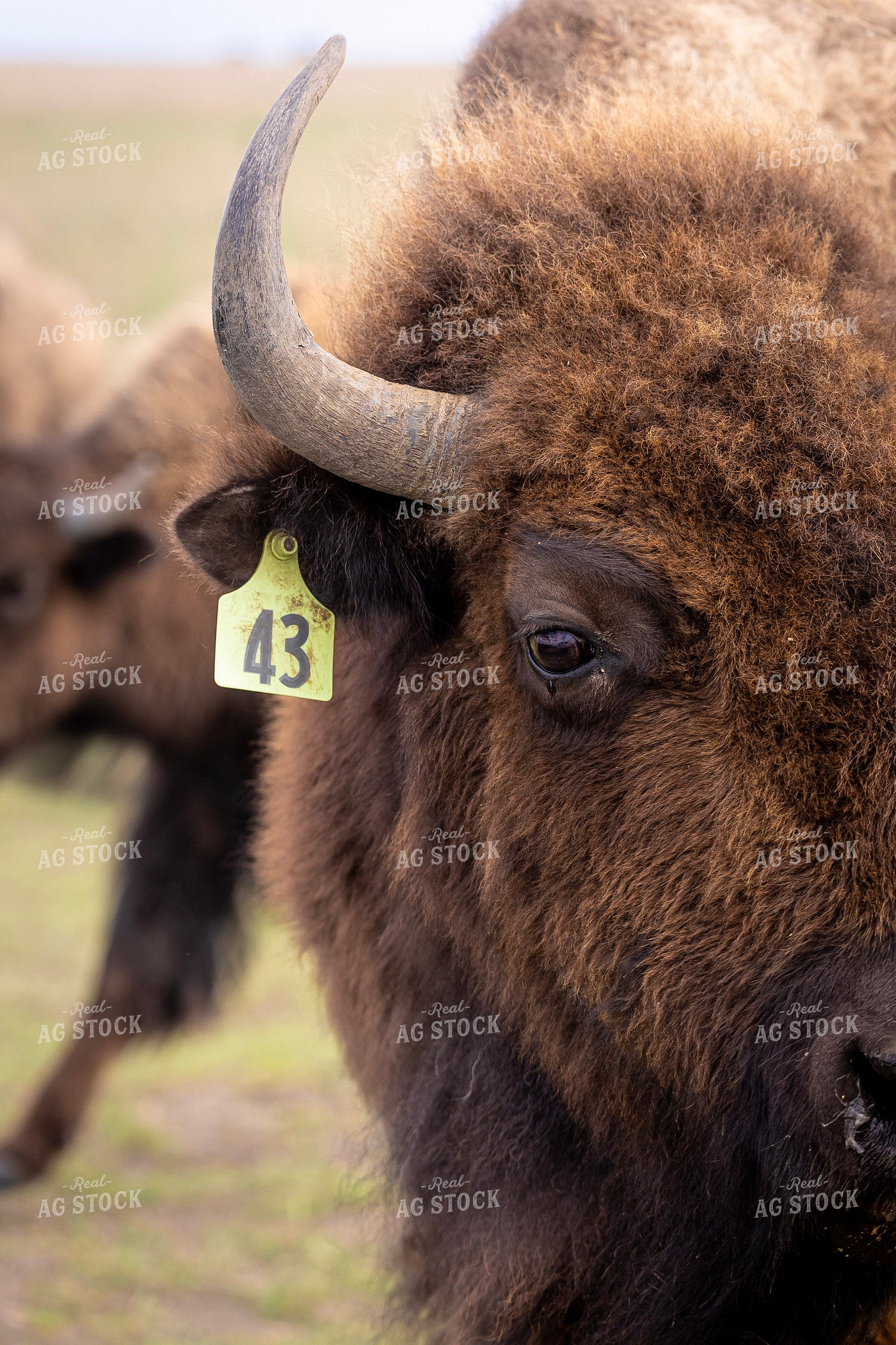 Bison 187120