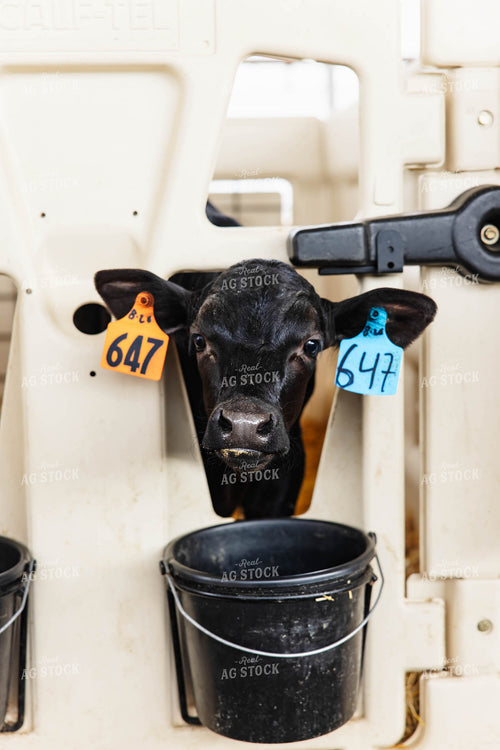 Holstein Calf 152633