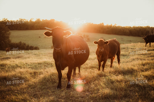 Black Angus on Pasture 203049