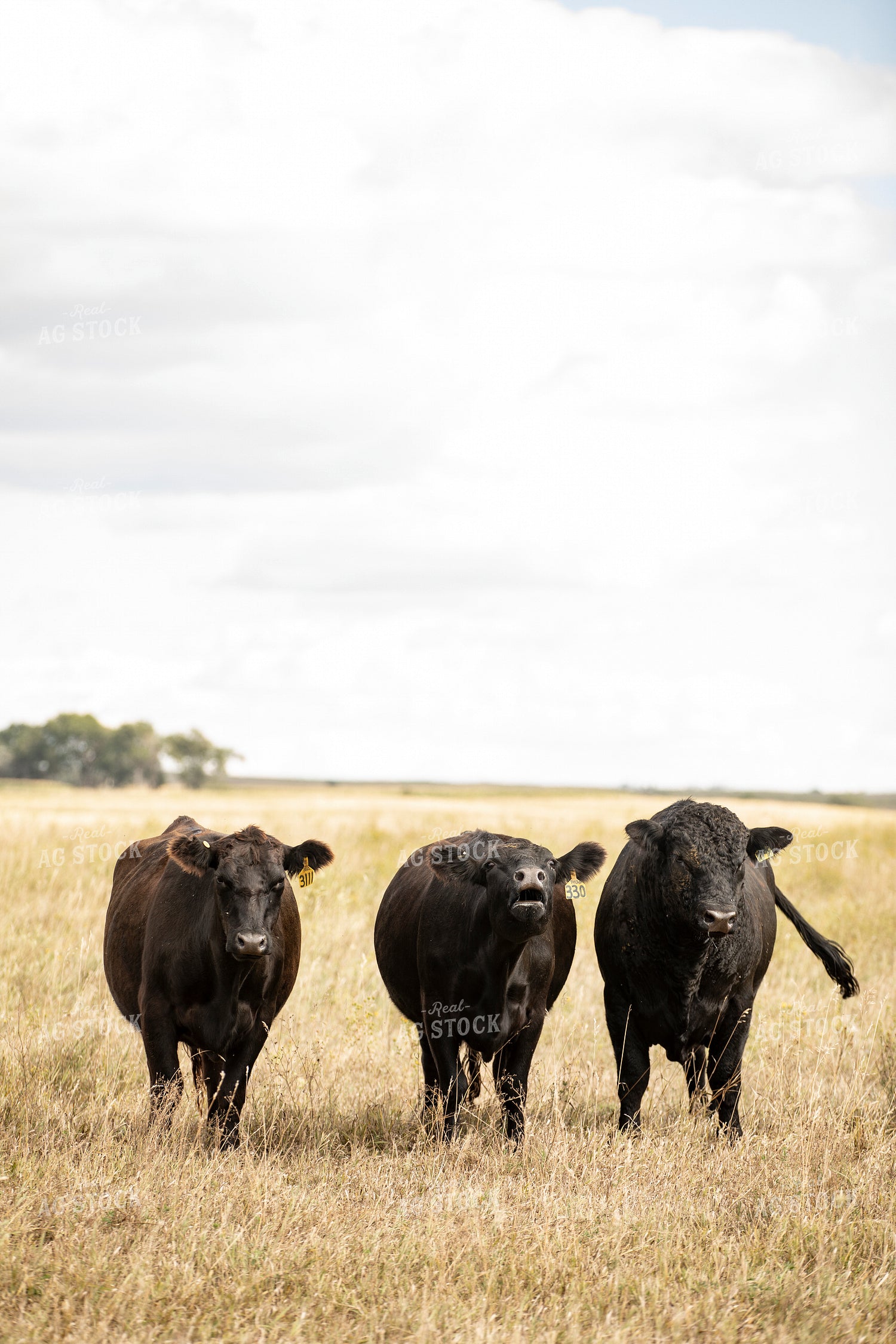 Cattle on Pasture 285095