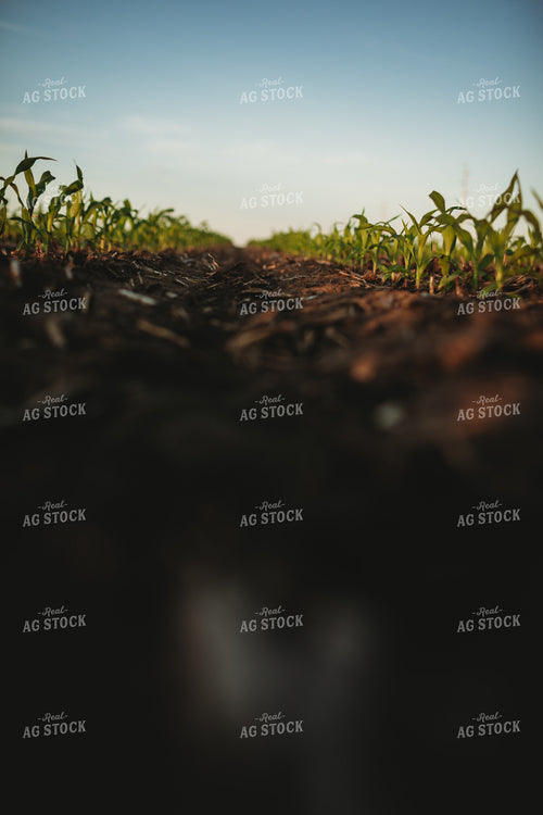 Rows of Early Stage Corn 4293
