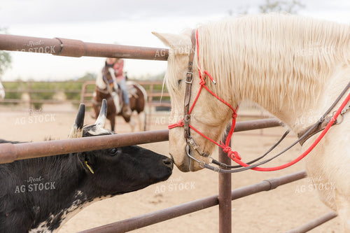 Horse Greeting Longhorn Cow 184033