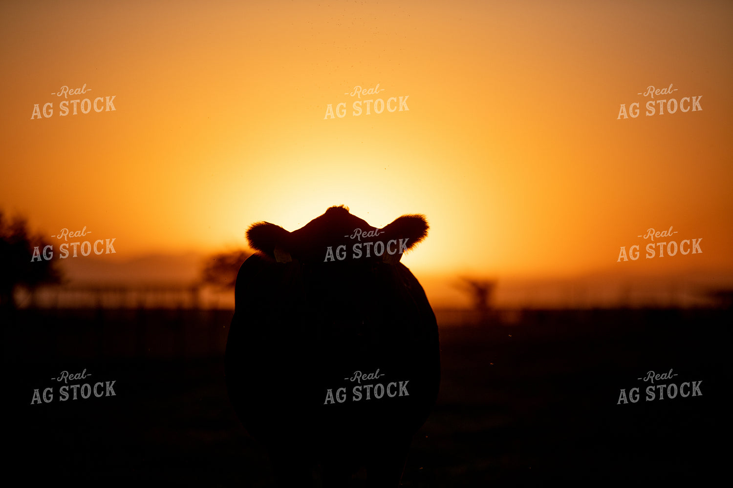 Cattle Silhouette 301047
