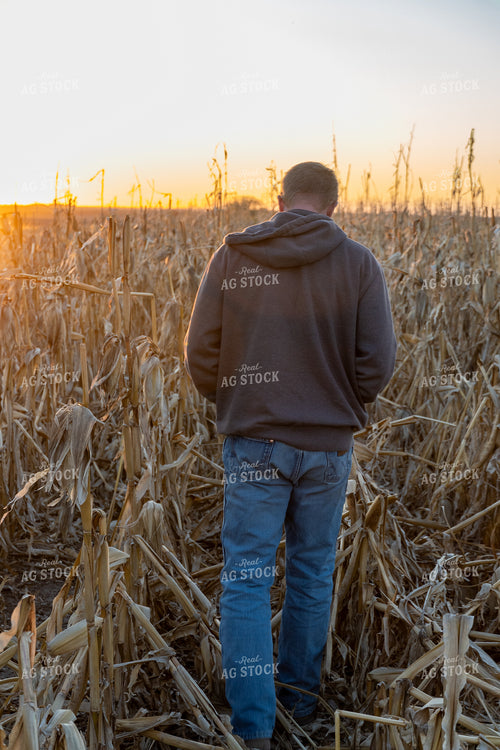 Farmer Walking in Downed Corn 65119