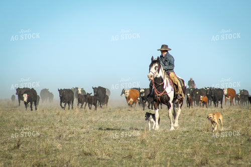Male Rancher on Horse with Cattle 78010