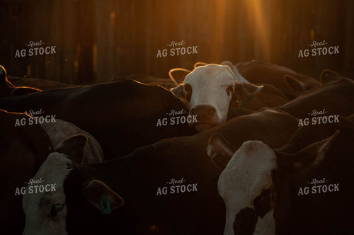 Cattle in Pen at Sunrise 59031