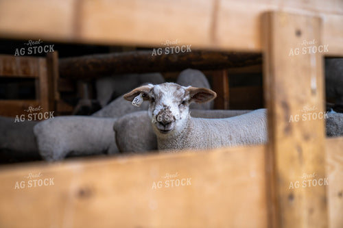 Close-Up of a Sheep in a Wooden Pen on a Farm 65328