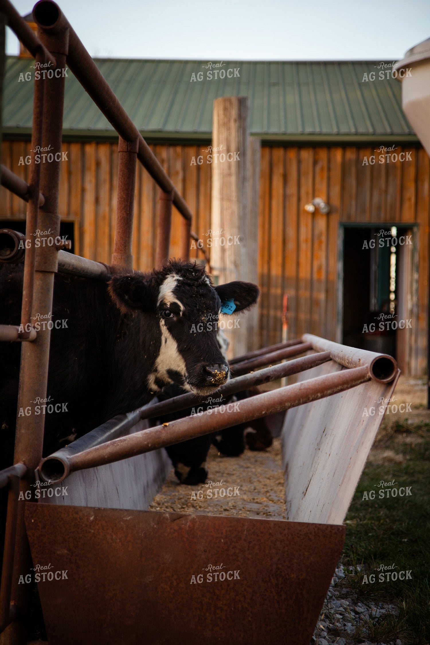Black Baldy Eating Grain 268125