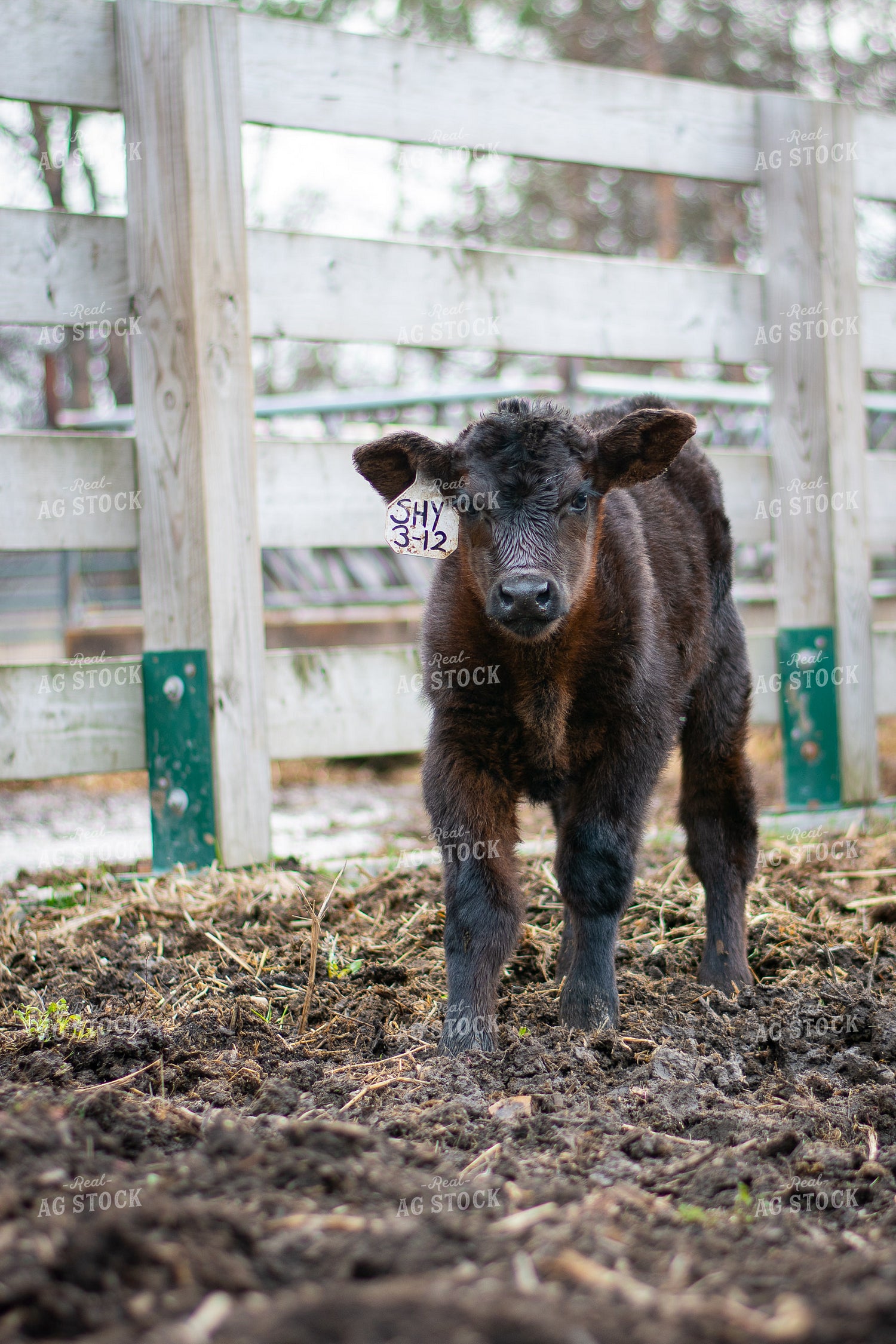 Black Angus Calf 50308