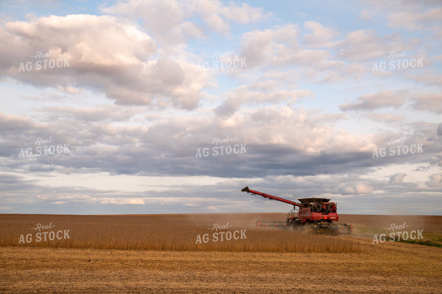 Combine Harvesting Soybeans 25683