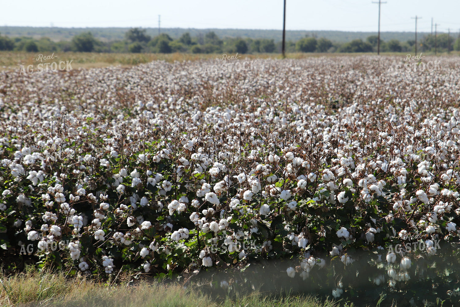 Cotton Field 102220