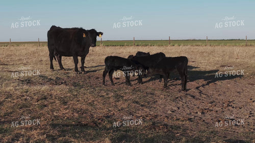 Cow Calf Pairs on Pasture 239581