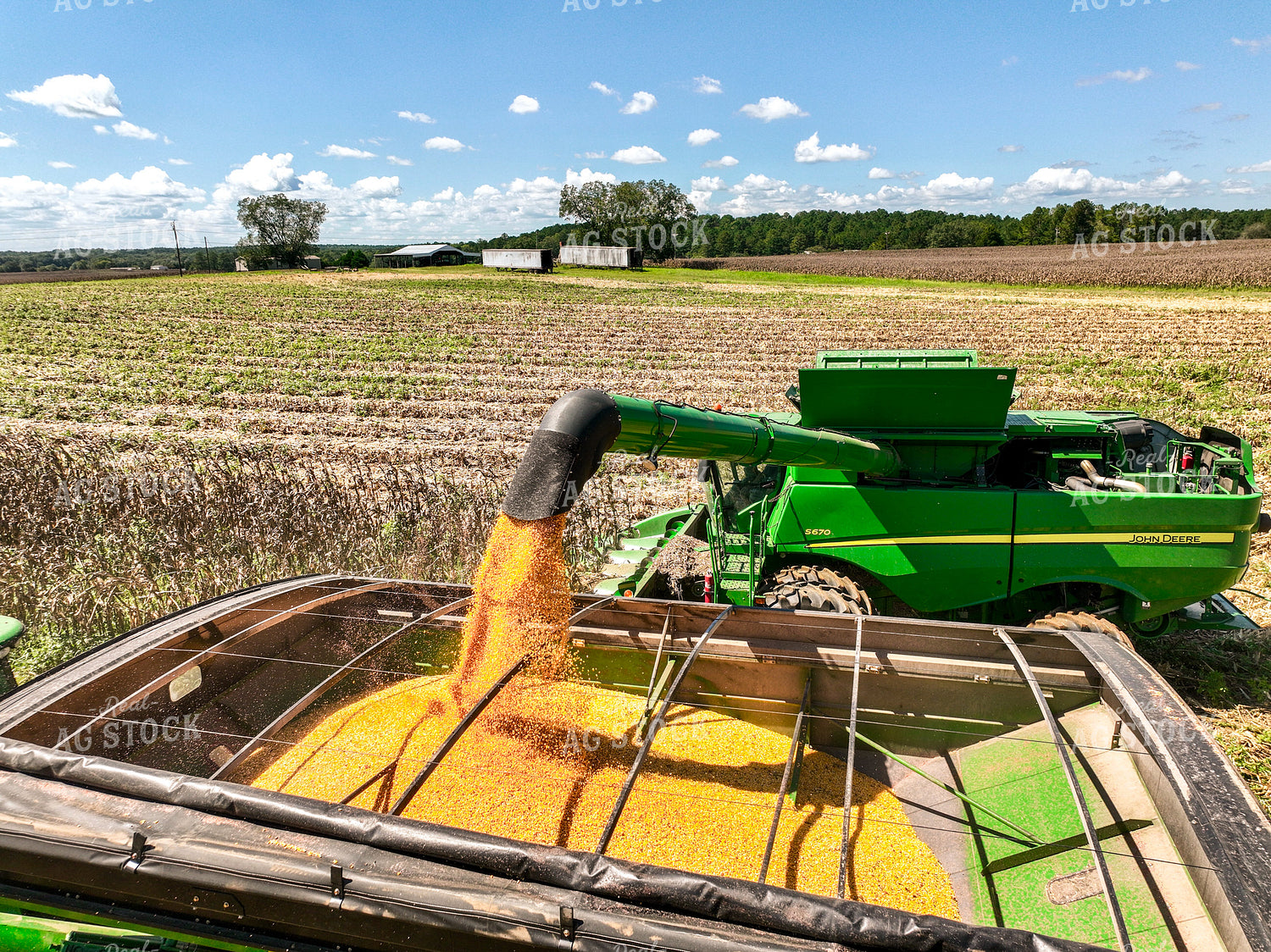 Corn Harvest 128114