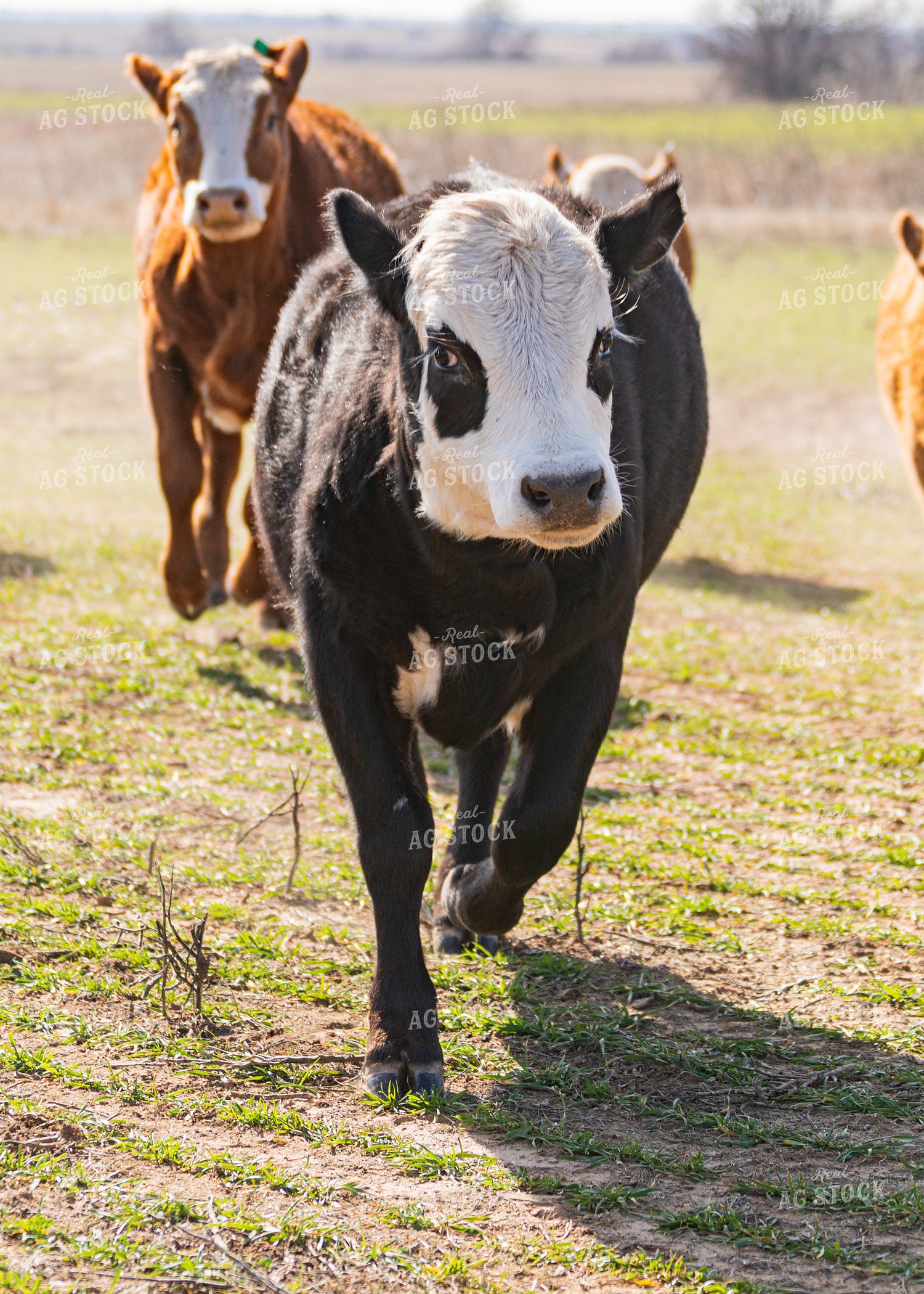 Cattle Grazing on Cover Crop 231115