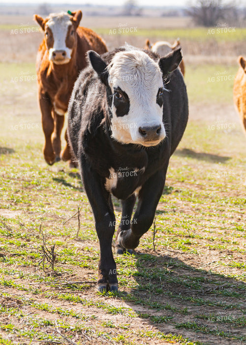 Cattle Grazing on Cover Crop 231115