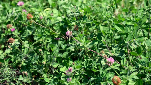 Bee Collecting Pollen from Wildflowers on CRP Land - 221