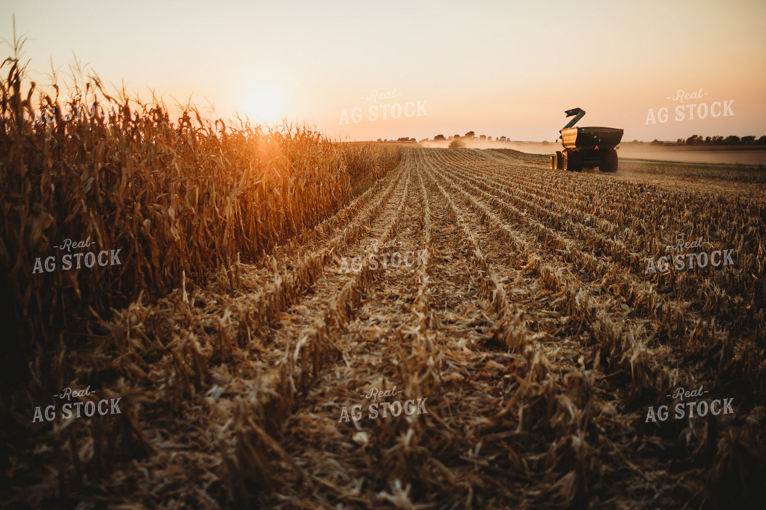 Auger Wagon Grain Cart in Corn Field at Sunset 3431