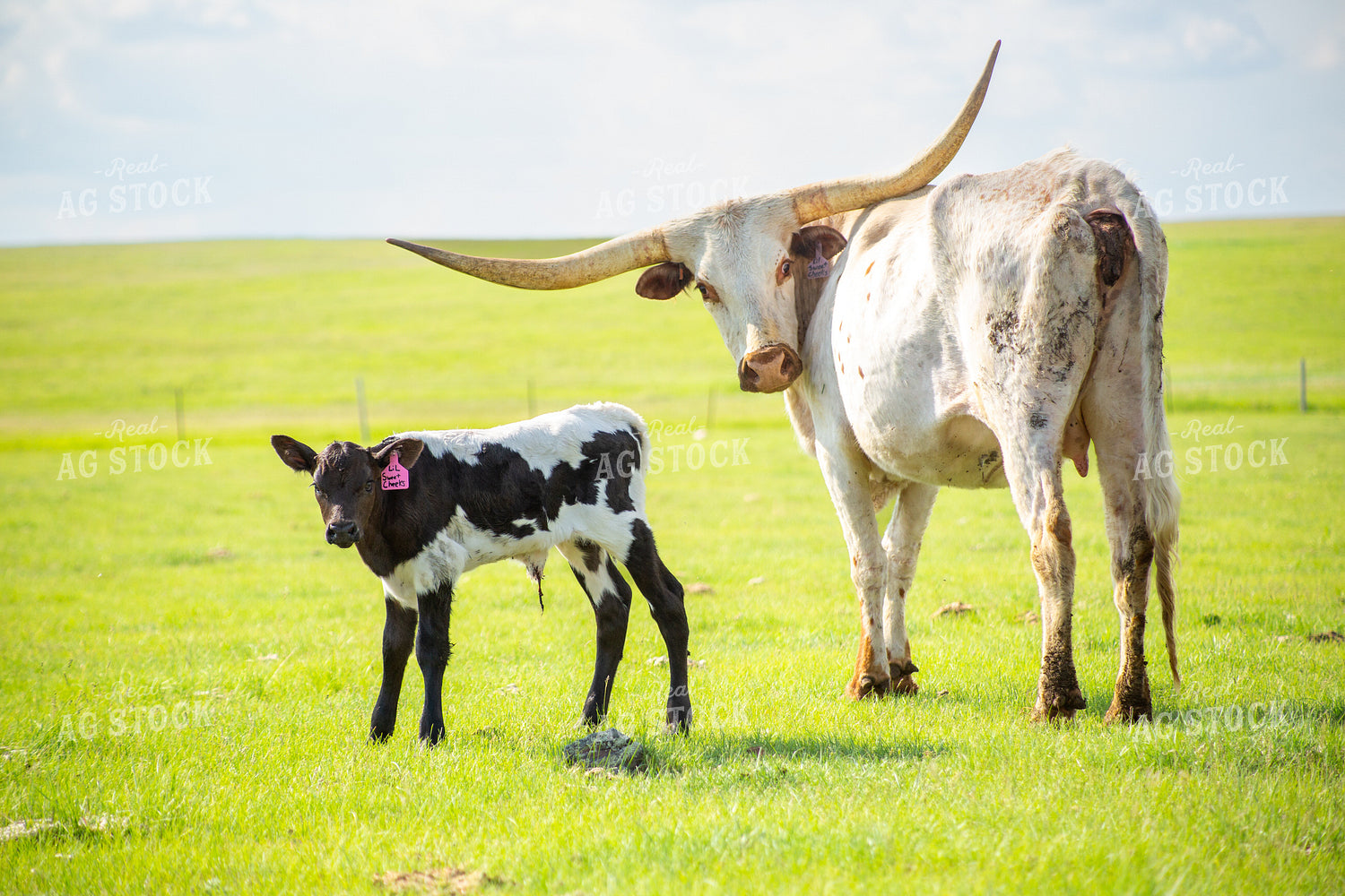 Longhorn Cow Calf Pair 155526