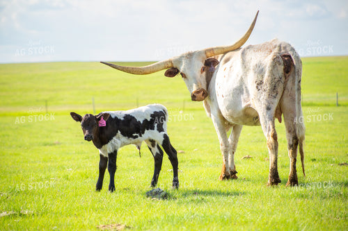 Longhorn Cow Calf Pair 155526