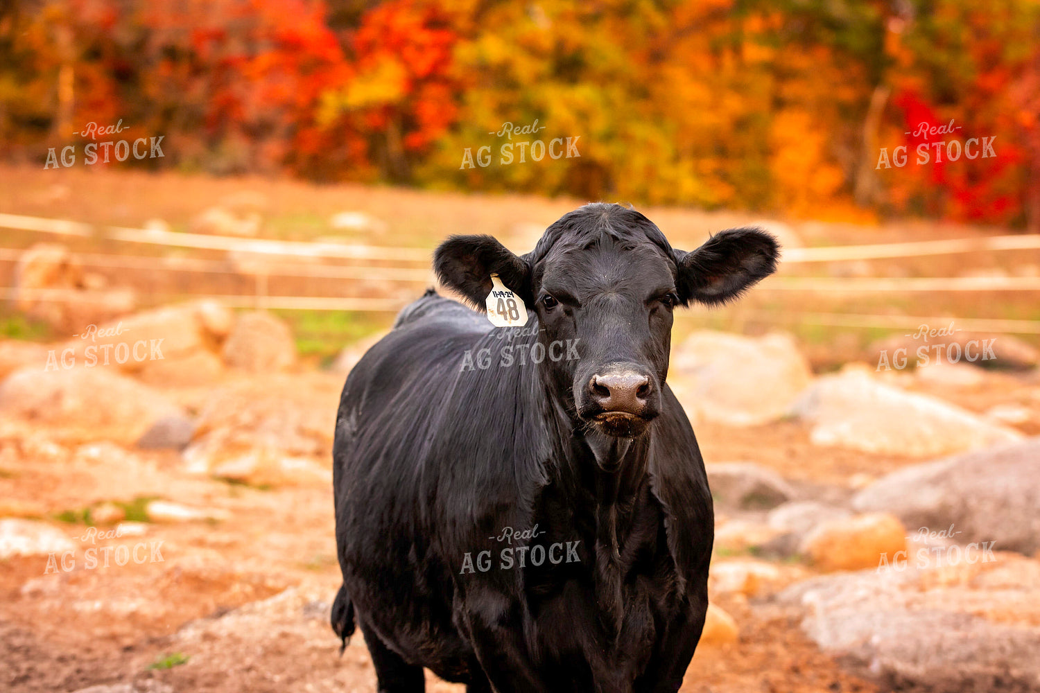 Black Angus Cattle on Pasture 55181