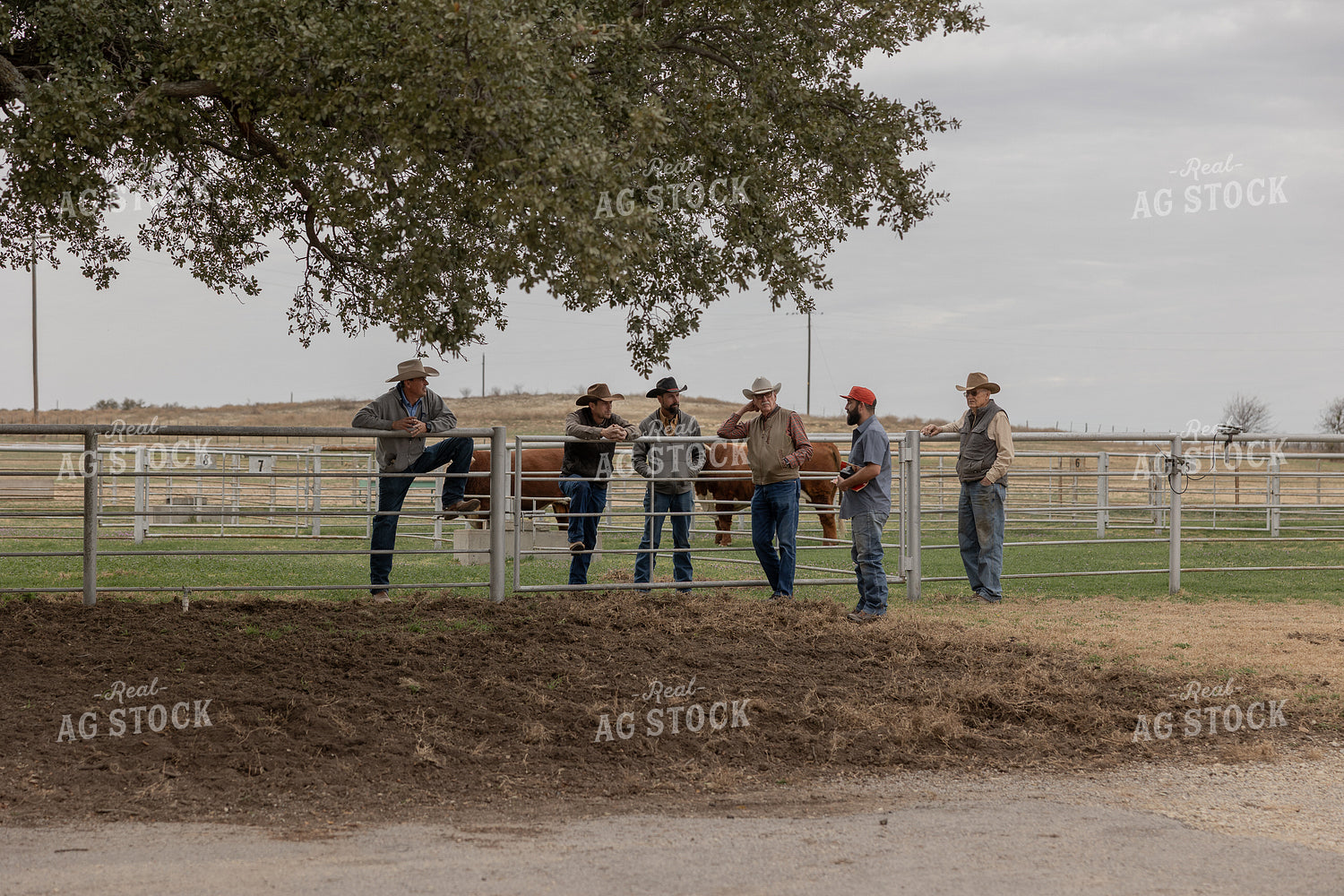 Ranchers Viewing Bulls 205113
